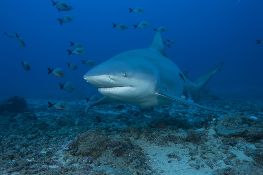 A large bull shark at The Bistro dive site in Fiji Canvas Art - Terry MooreStocktrek Images (18 x 12)