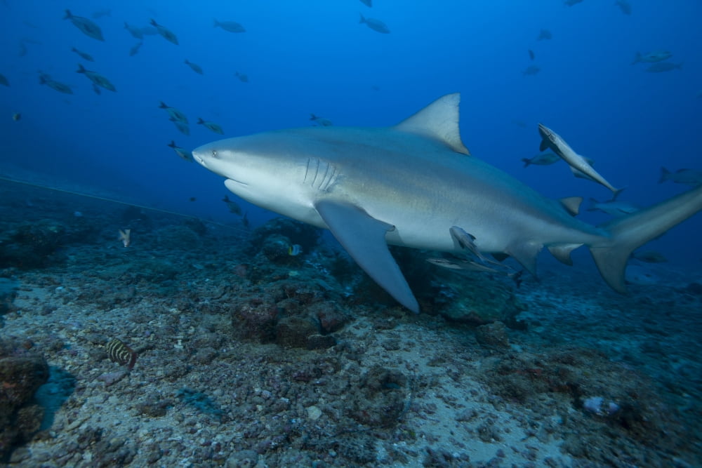 A large bull shark at The Bistro dive site in Fiji Canvas Art - Terry MooreStocktrek Images (18 x 12)