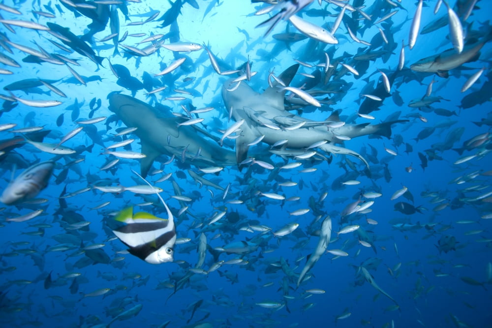 A large bull shark at The Bistro dive site in Fiji Canvas Art - Terry MooreStocktrek Images (18 x 12)
