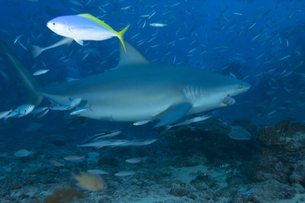 A large bull shark at The Bistro dive site in Fiji Canvas Art - Terry MooreStocktrek Images (18 x 12)
