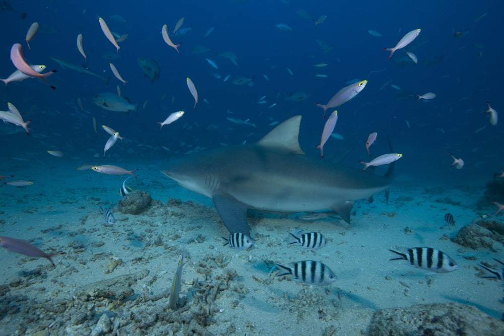 A large bull shark at The Bistro dive site in Fiji Canvas Art - Terry MooreStocktrek Images (18 x 12)