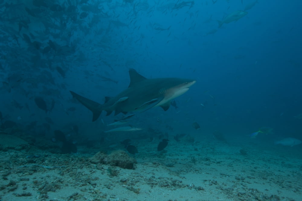 A large bull shark at The Bistro dive site in Fiji Canvas Art - Terry MooreStocktrek Images (18 x 12)