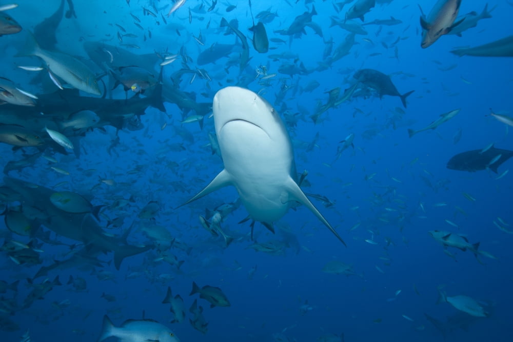 A large bull shark at The Bistro dive site in Fiji Canvas Art - Terry MooreStocktrek Images (18 x 12)