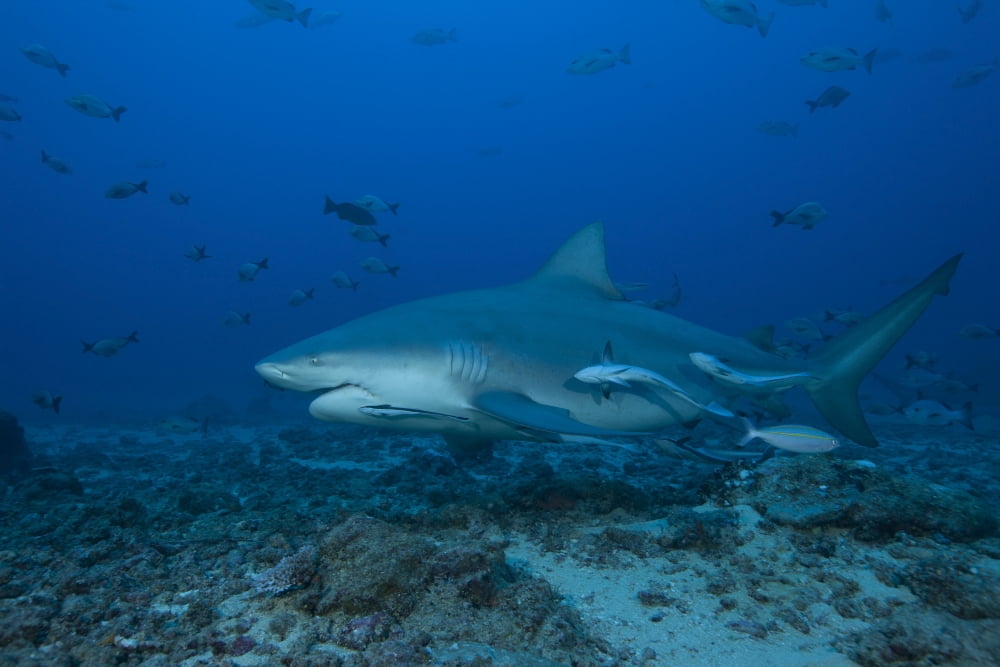 A large bull shark at The Bistro dive site in Fiji Canvas Art - Terry MooreStocktrek Images (18 x 12)