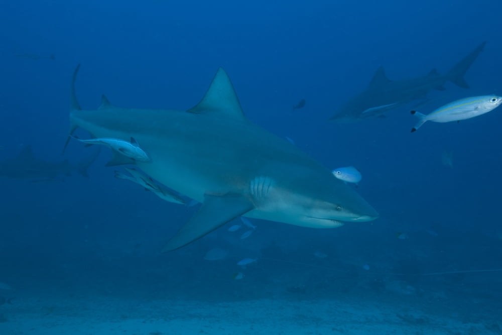 A large bull shark at The Bistro dive site in Fiji Canvas Art - Terry MooreStocktrek Images (18 x 12)
