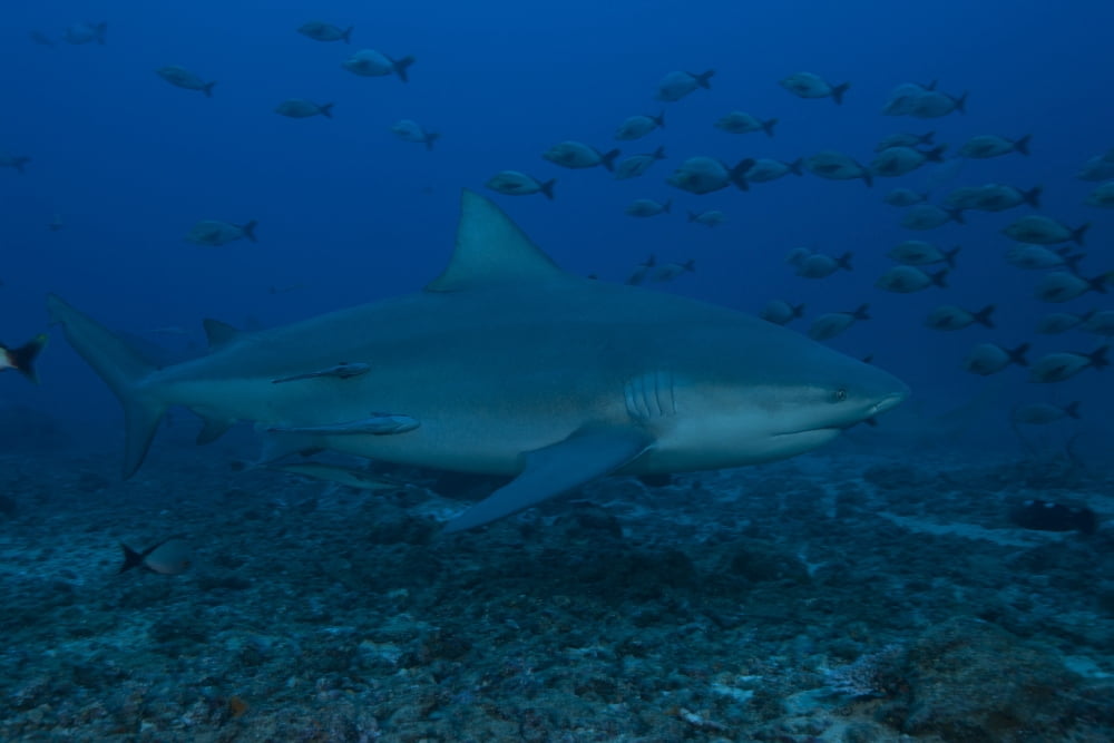 A large bull shark at The Bistro dive site in Fiji Canvas Art - Terry MooreStocktrek Images (18 x 12)