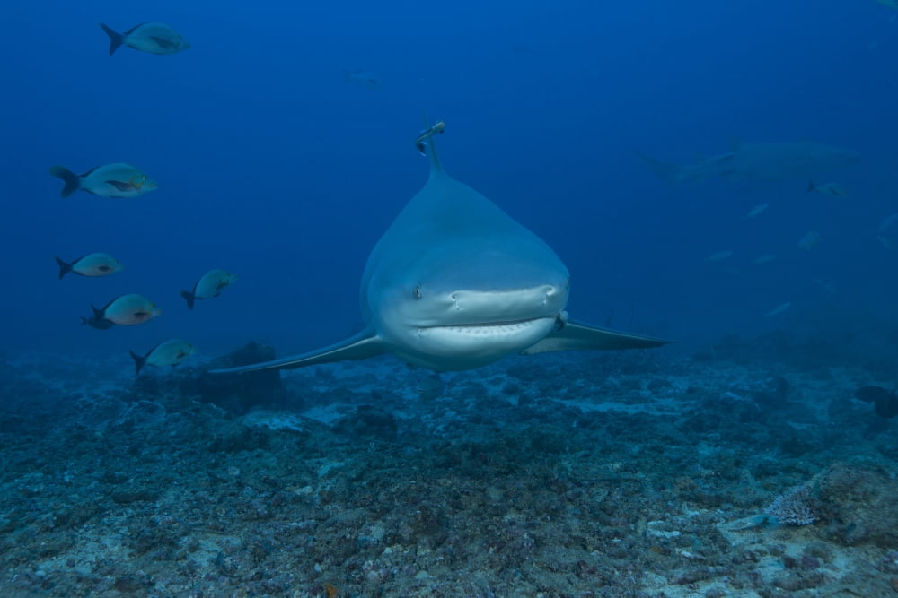 A large bull shark at The Bistro dive site in Fiji Canvas Art - Terry MooreStocktrek Images (18 x 12)
