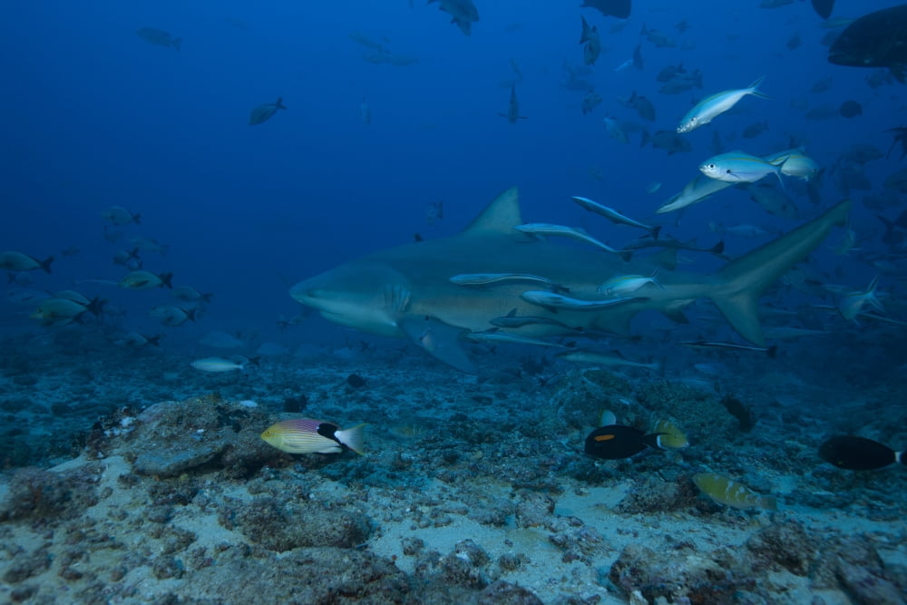A large bull shark at The Bistro dive site in Fiji Canvas Art - Terry MooreStocktrek Images (18 x 12)