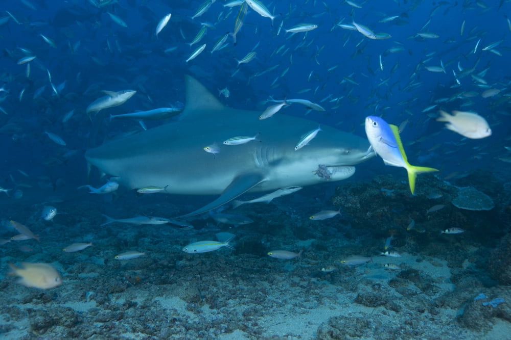 A large bull shark at The Bistro dive site in Fiji Canvas Art - Terry MooreStocktrek Images (18 x 12)