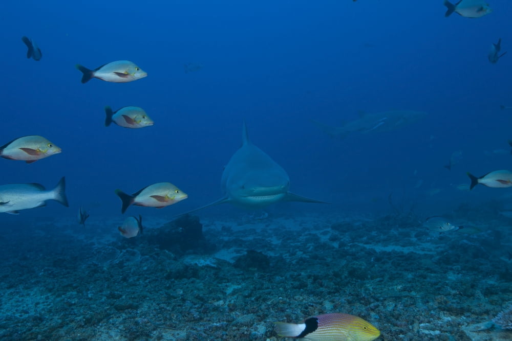 A large bull shark at The Bistro dive site in Fiji Canvas Art - Terry MooreStocktrek Images (18 x 12)