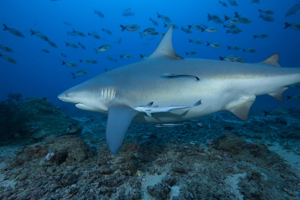 A large bull shark at The Bistro dive site in Fiji Canvas Art - Terry MooreStocktrek Images (18 x 12)