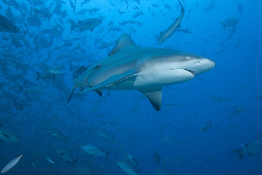 A large bull shark at The Bistro dive site in Fiji Canvas Art - Terry MooreStocktrek Images (18 x 12)