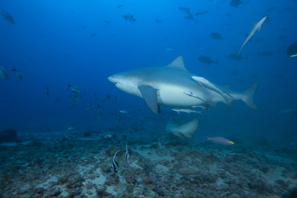 A large bull shark at The Bistro dive site in Fiji Canvas Art - Terry MooreStocktrek Images (35 x 23)