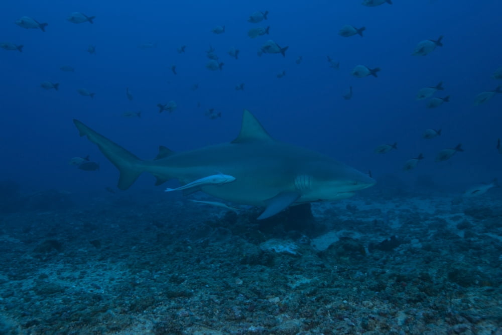 A large bull shark at The Bistro dive site in Fiji Canvas Art - Terry MooreStocktrek Images (35 x 23)