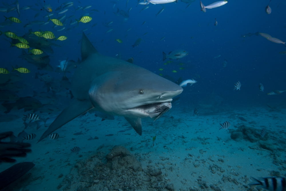 A large bull shark at The Bistro dive site in Fiji Canvas Art - Terry MooreStocktrek Images (35 x 23)