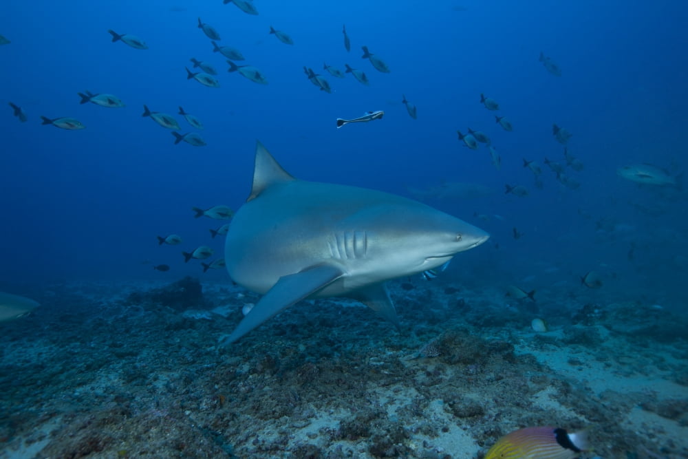 A large bull shark at The Bistro dive site in Fiji Canvas Art - Terry MooreStocktrek Images (35 x 23)