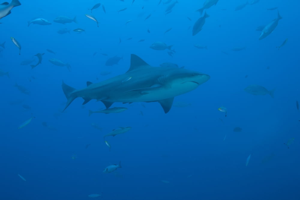 A large bull shark at The Bistro dive site in Fiji Canvas Art - Terry MooreStocktrek Images (35 x 23)