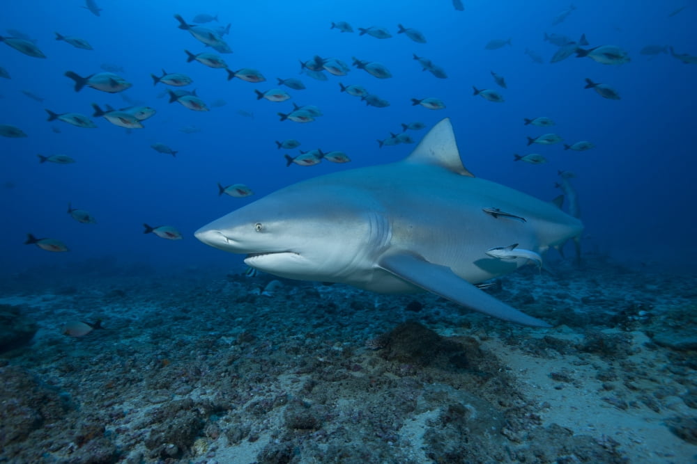 A large bull shark at The Bistro dive site in Fiji Canvas Art - Terry MooreStocktrek Images (35 x 23)