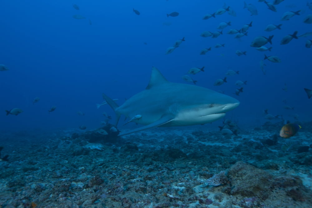 A large bull shark at The Bistro dive site in Fiji Canvas Art - Terry MooreStocktrek Images (35 x 23)