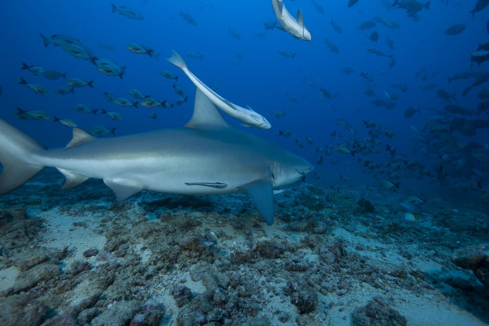 A large bull shark at The Bistro dive site in Fiji Canvas Art - Terry MooreStocktrek Images (35 x 23)