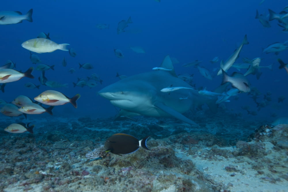 A large bull shark at The Bistro dive site in Fiji Canvas Art - Terry MooreStocktrek Images (35 x 23)