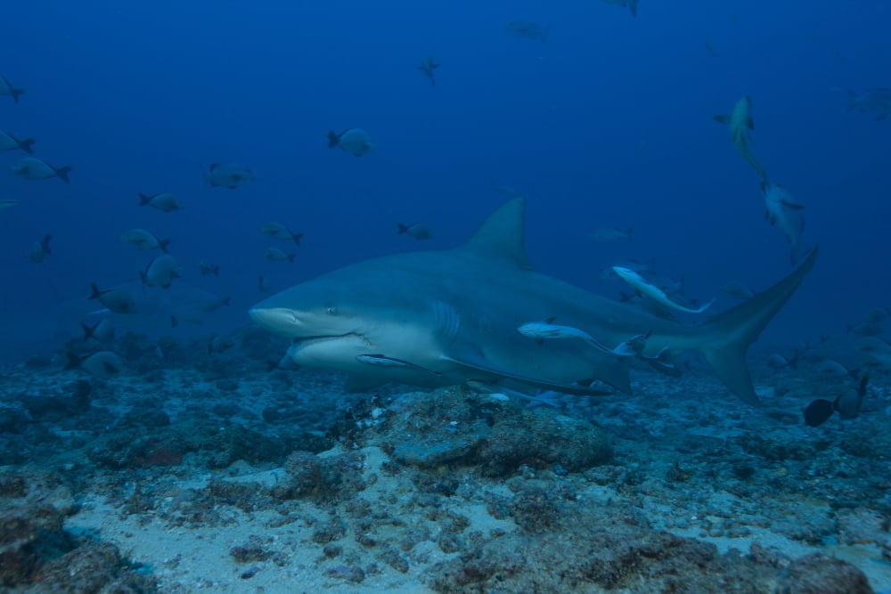 A large bull shark at The Bistro dive site in Fiji Canvas Art - Terry MooreStocktrek Images (35 x 23)