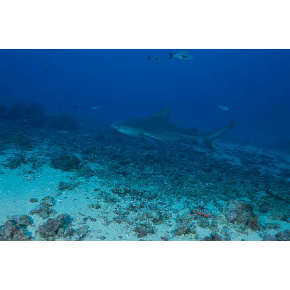A large bull shark at The Bistro dive site in Fiji Poster Print by Terry Moore/Stocktrek Images (34 x 22)