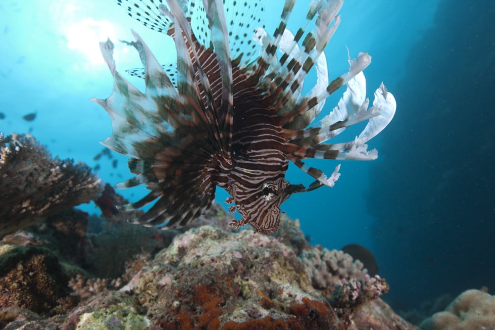 A large common lionfish swimming at Beqa Lagoon Fiji Canvas Art - Terry MooreStocktrek Images (18 x 12)