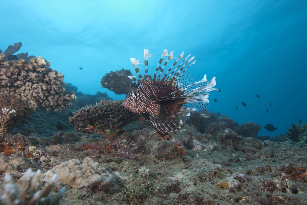 A large common lionfish swimming at Beqa Lagoon Fiji Canvas Art - Terry MooreStocktrek Images (18 x 12)