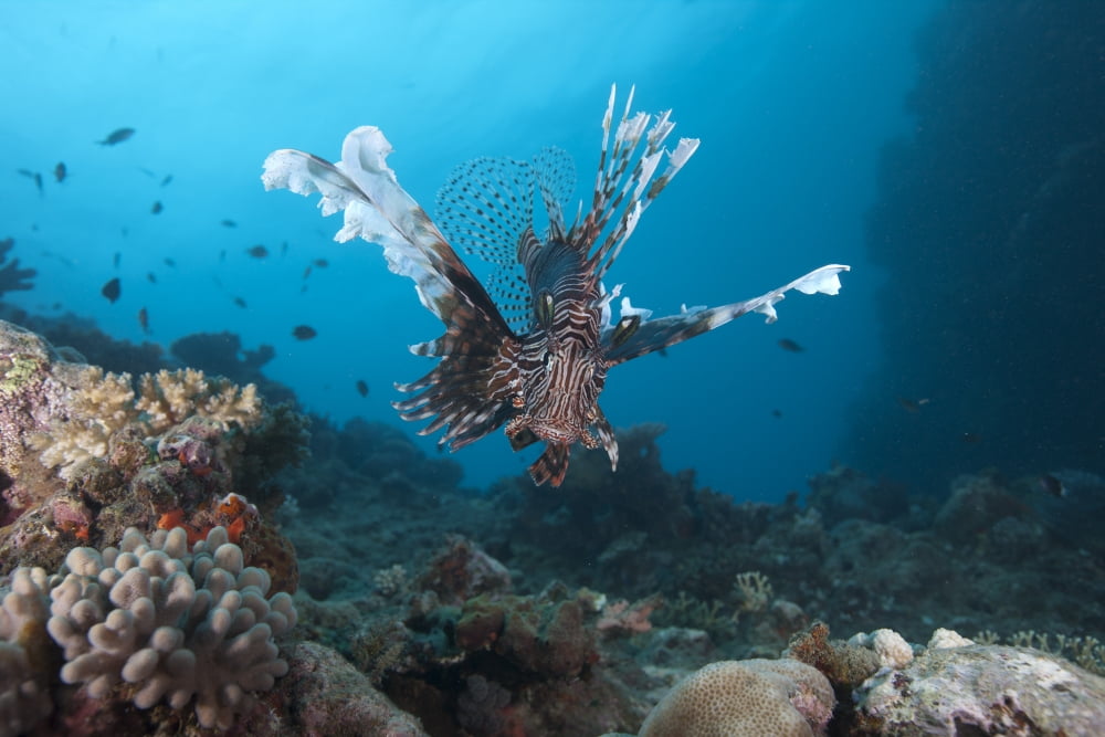 A large common lionfish swimming at Beqa Lagoon Fiji Canvas Art - Terry MooreStocktrek Images (18 x 12)