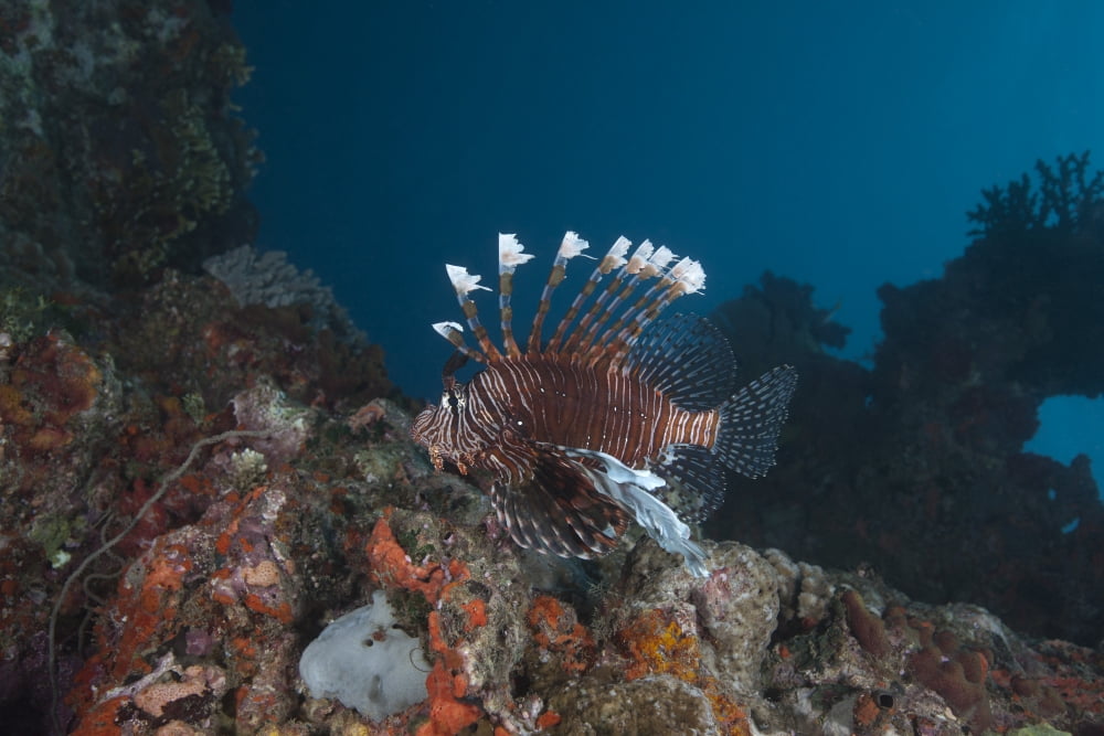A large common lionfish swimming at Beqa Lagoon Fiji Canvas Art - Terry MooreStocktrek Images (18 x 12)