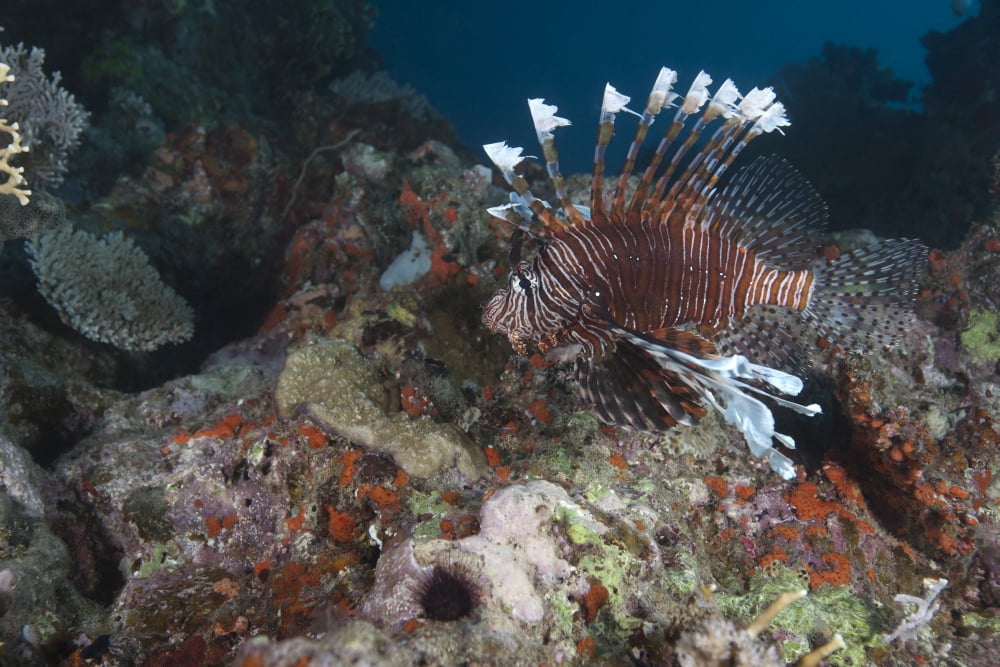 A large common lionfish swimming at Beqa Lagoon Fiji Canvas Art - Terry MooreStocktrek Images (35 x 23)