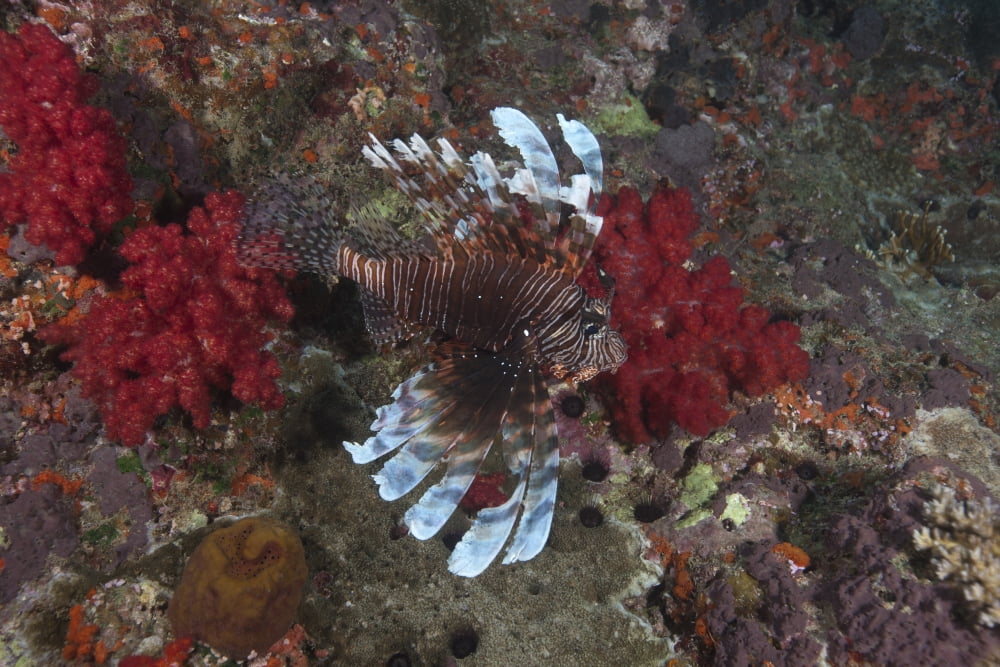 A large common lionfish swimming at Beqa Lagoon Fiji Canvas Art - Terry MooreStocktrek Images (35 x 23)