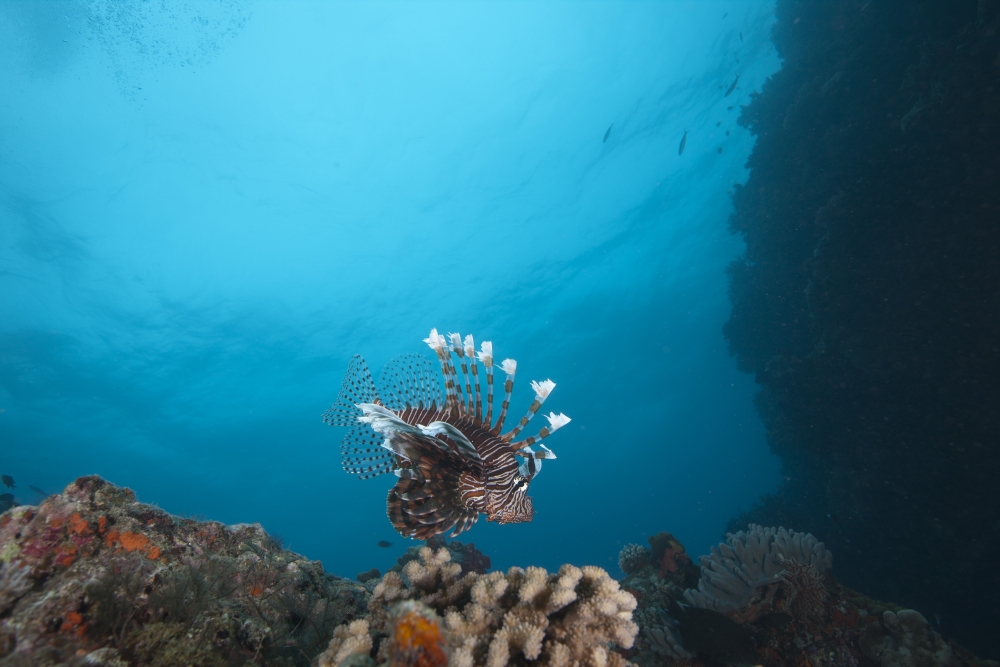 A large common lionfish swimming at Beqa Lagoon Fiji Canvas Art - Terry MooreStocktrek Images (35 x 23)