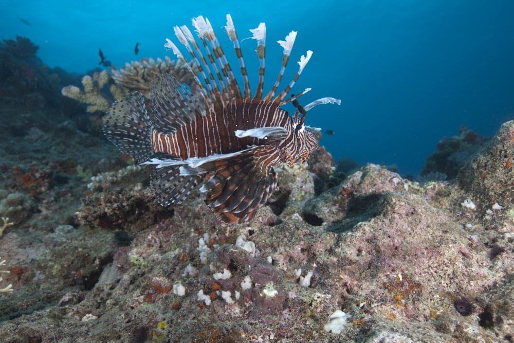 A large common lionfish swimming at Beqa Lagoon Fiji Canvas Art - Terry MooreStocktrek Images (35 x 23)