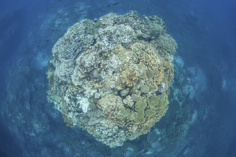 A large coral bommie grows on a reef in the Solomon Islands Canvas Art - Ethan DanielsStocktrek Images (34 x 23)