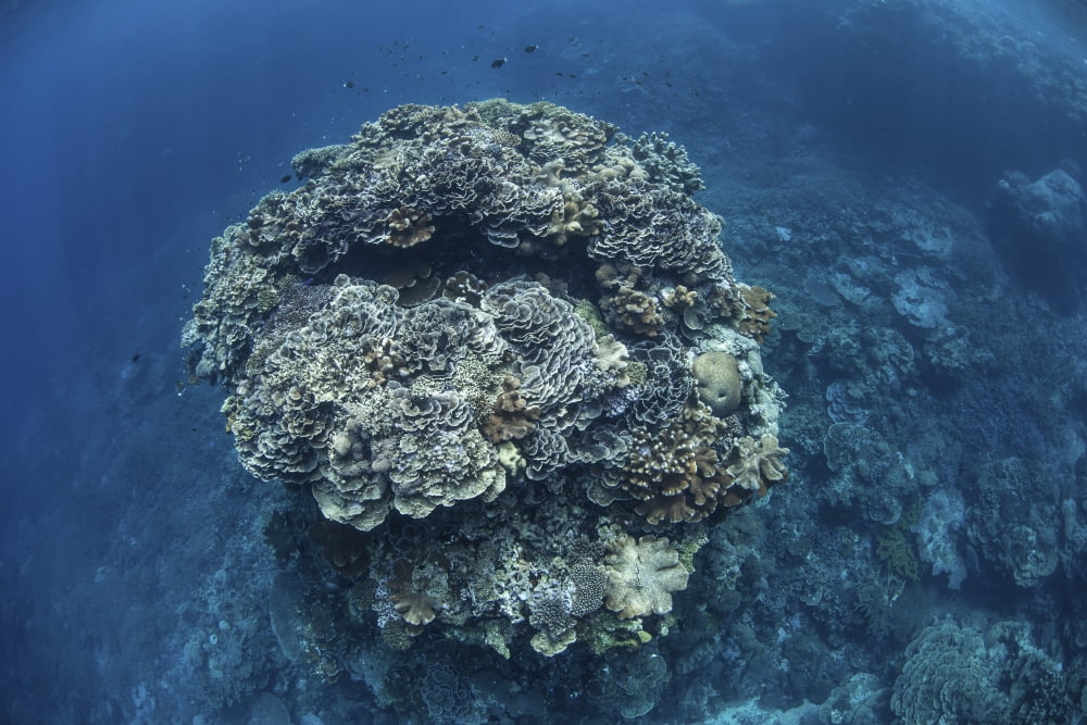 A large coral bommie grows on a reef in the Solomon Islands Canvas Art - Ethan DanielsStocktrek Images (34 x 23)