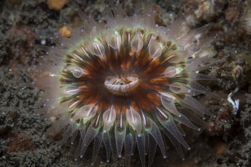 A large coral polyp grows on the seafloor of a kelp forest Canvas Art - Ethan DanielsStocktrek Images (34 x 23)