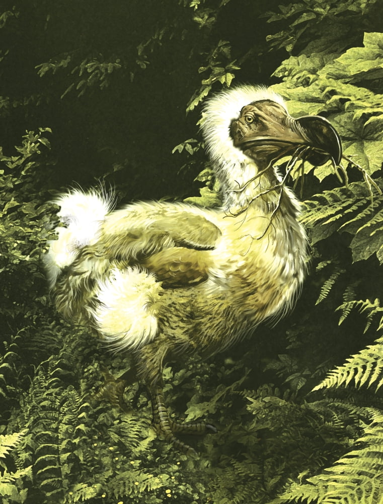 A large dodo bird with twig in mouth Canvas Art - Jan SovakStocktrek Images (13 x 16)