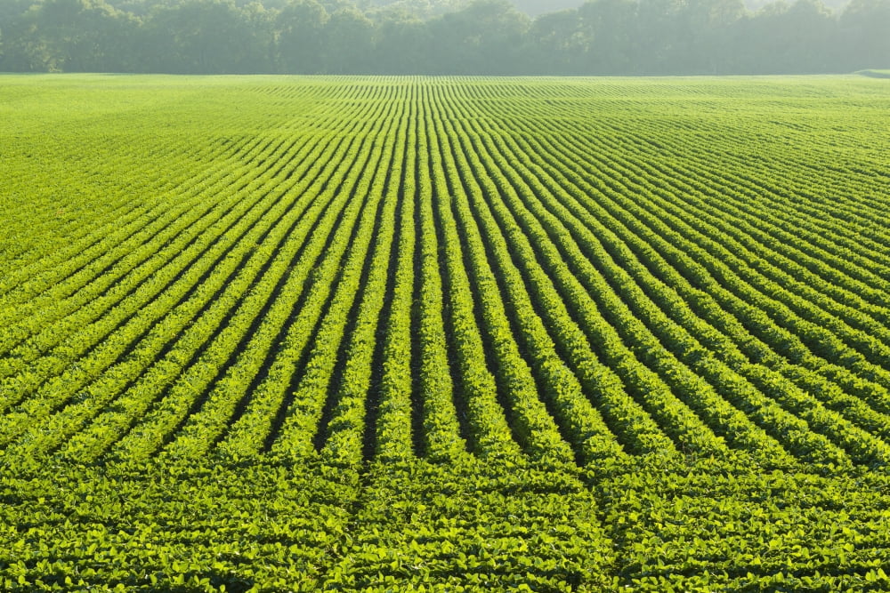 A large field of green soybeans in central Iowa in summer Iowa United States of America Canvas Art - Scott Sinklier  Design Pics (38 x 24)