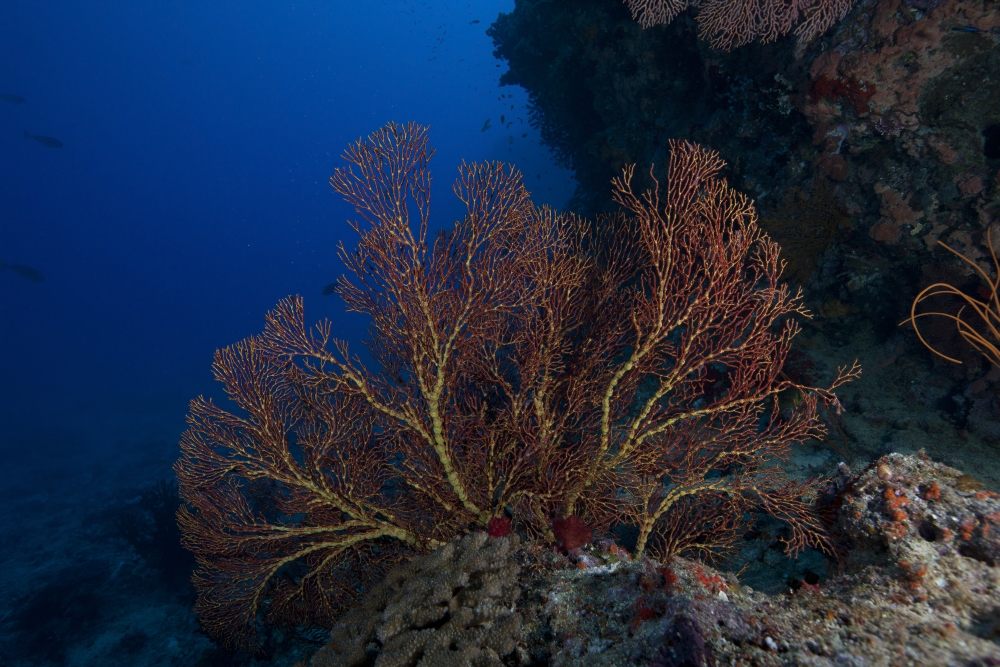 A large gorgonian sea fan on a Fijian reef Canvas Art - Terry MooreStocktrek Images (18 x 12)