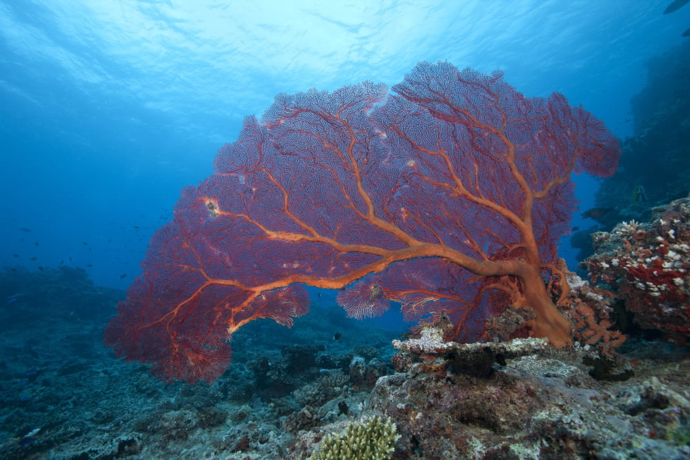 A large gorgonian sea fan on a Fijian reef Canvas Art - Terry MooreStocktrek Images (35 x 23)