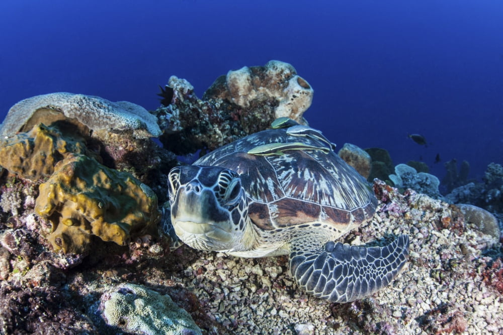 A large green sea turtle lays on the reef near Sulawesi Indonesia Canvas Art - Ethan DanielsStocktrek Images (34 x 23)