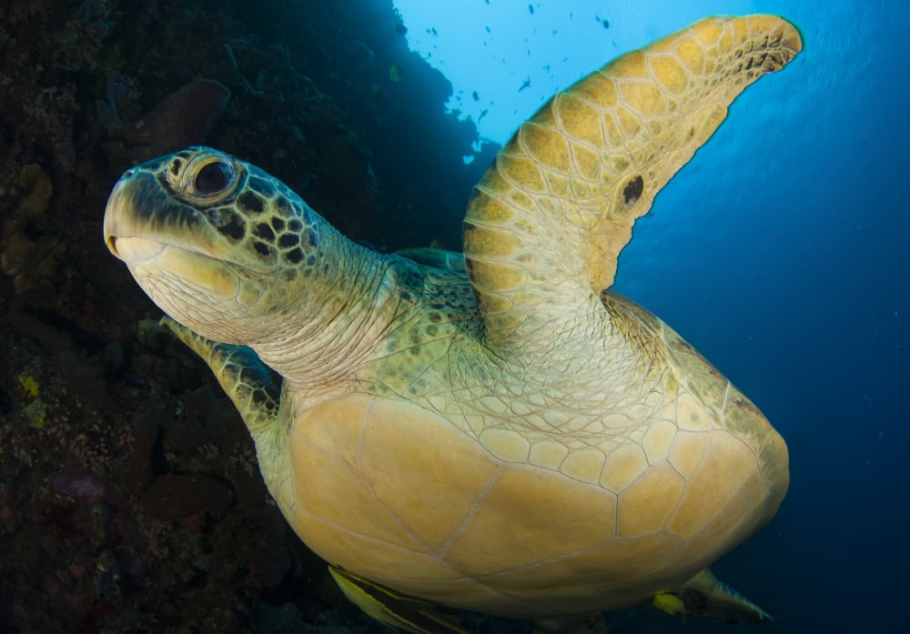A large green turtle swims alongside a wall Indonesia Canvas Art - Steve JonesStocktrek Images (18 x 12)