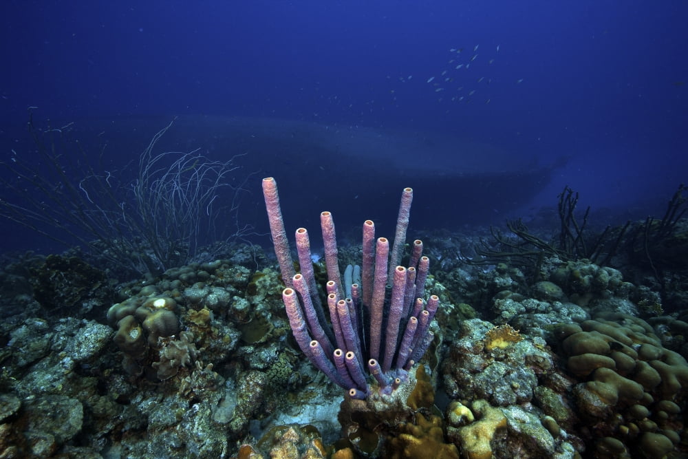 A large group of purple tube sponge sits high on the reef Canvas Art - Terry MooreStocktrek Images (35 x 23)