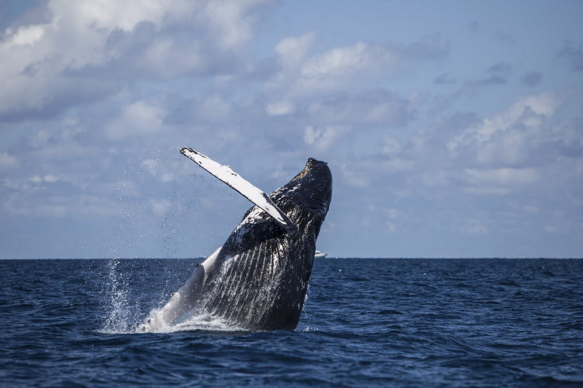 A large humpback whale breaches out of the Atlantic Ocean Canvas Art - Ethan DanielsStocktrek Images (18 x 12)