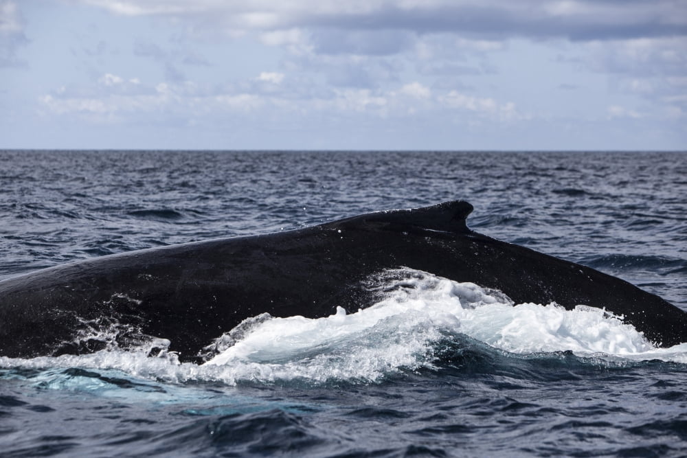 A large humpback whale swims at the surface of the Atlantic Ocean Canvas Art - Ethan DanielsStocktrek Images (18 x 12)