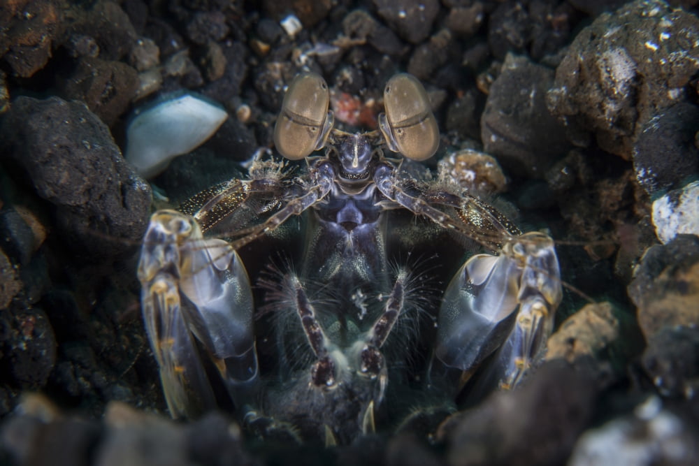 A large mantis shrimp waits to ambush prey on a reef Canvas Art - Ethan DanielsStocktrek Images (17 x 12)