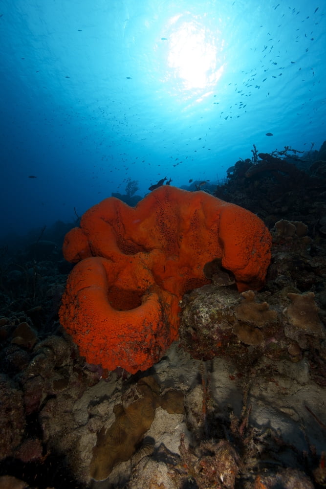 A large orange elephant ear sponge on a reef Canvas Art - Terry MooreStocktrek Images (23 x 35)