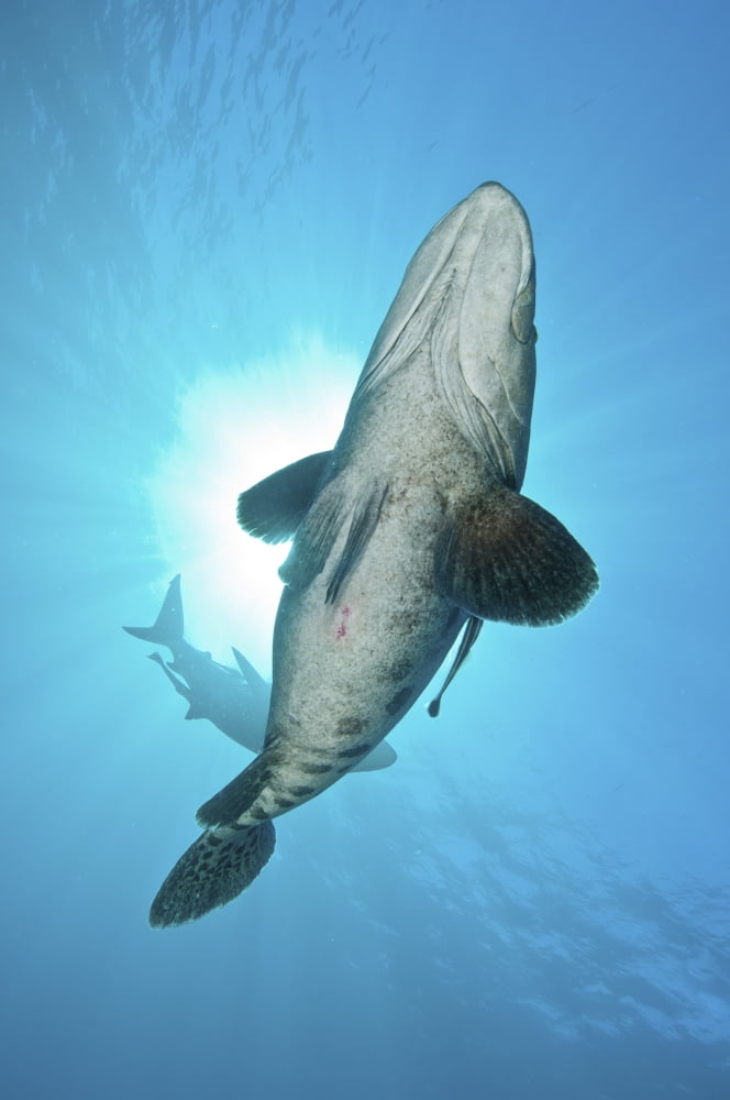 A large potato cod with oceanic blacktip shark in background Canvas Art - Mathieu MeurStocktrek Images (23 x 34)